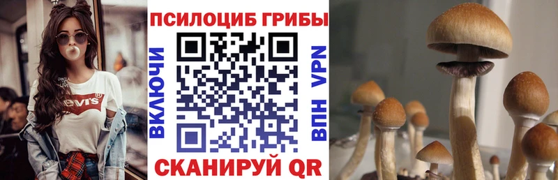 Псилоцибиновые грибы мицелий  кракен tor  Верхняя Пышма 